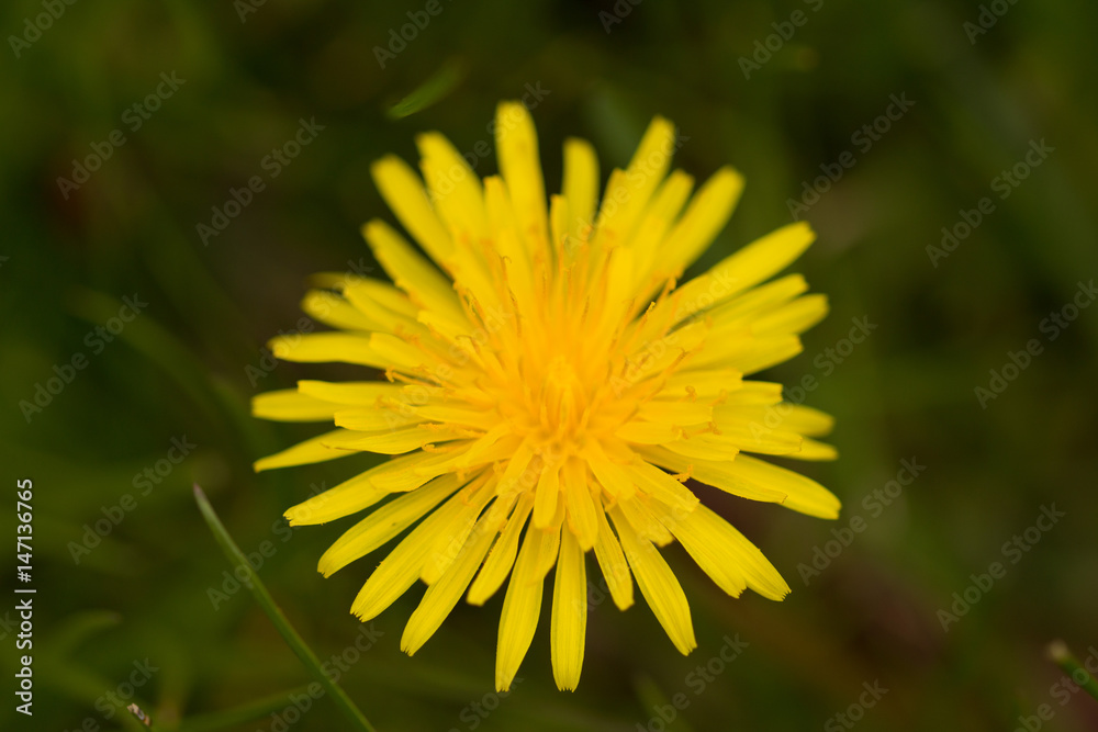 dandelion dandelion