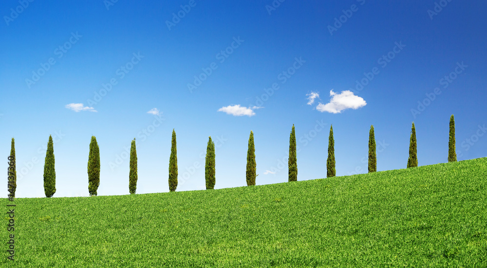 cypress trees in a row on a green hill in Tuscany