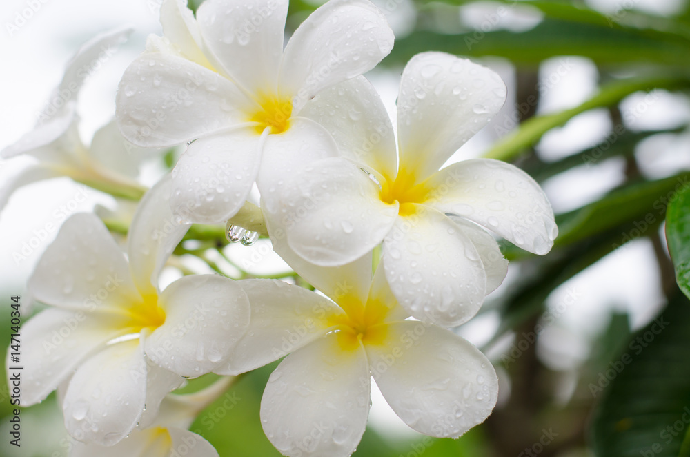 Fototapeta premium Close up white plumeria or frangipani flowers with water drop in the park.