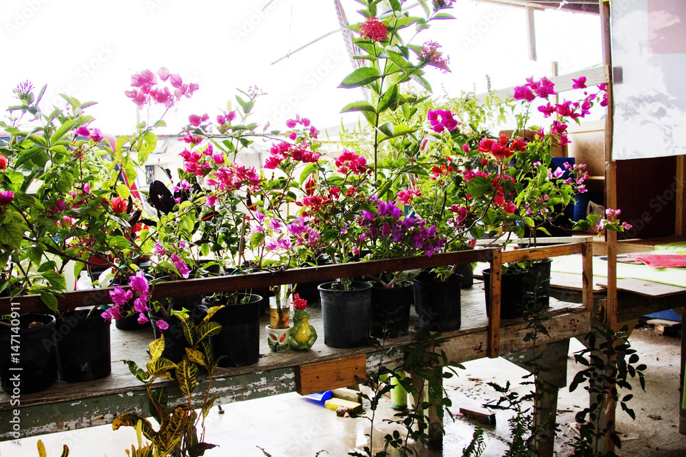 Fototapeta premium kwiaciarnia