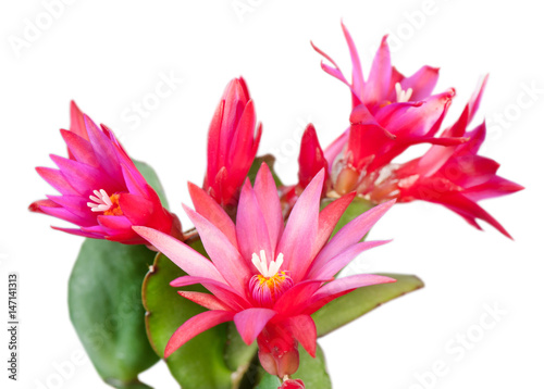 Red flowers of Schlumbergera  close up  on white background