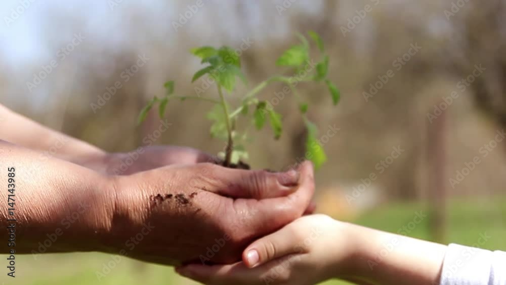 Hands of elderly woman and baby holding a young plant against a green natural background in spring. Ecology concept Hands of elderly woman and baby holding a young plant against a green natural background in spring. Ecology concept