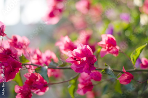 Beautiful bougainvillea blooming. Pink flowers. Branches closeup