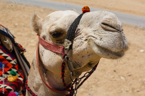 A camel at the Great Pyramids of Giza 