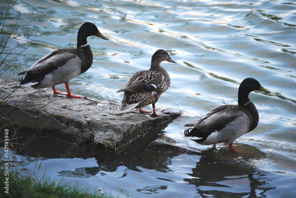 Fototapeta premium Trio de canards