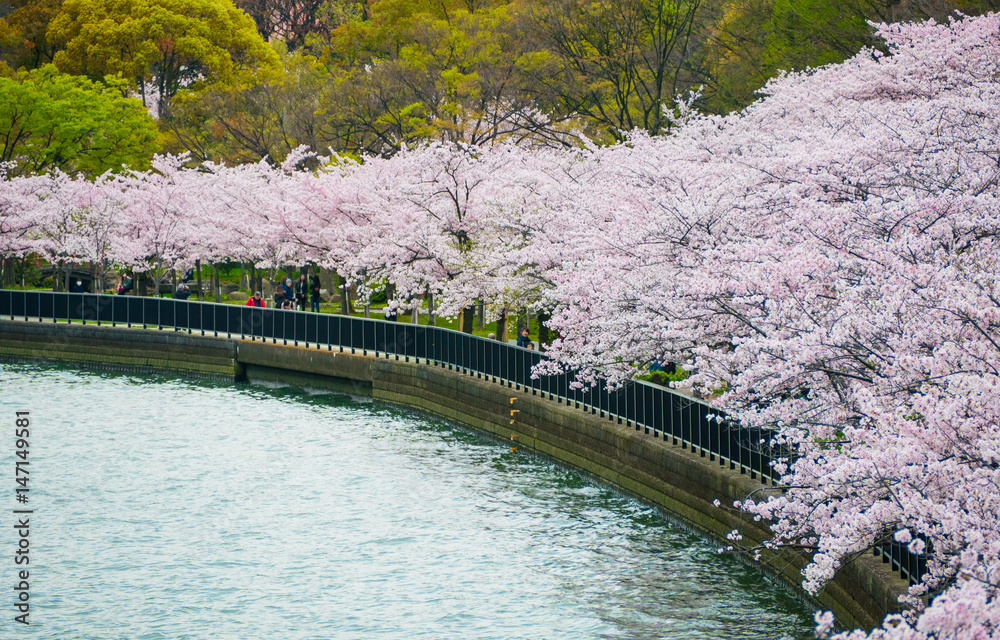 custom made wallpaper toronto digitalSakuranomiya Park Okawa River , OSAKA  APRIL 10 , 2017 :  Okawa River cherry blossom of Osaka. There is a boat service. The beauty of the cherry blossoms.