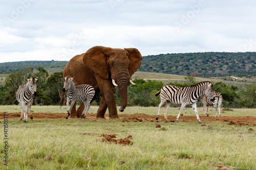 The angry Elephant chasing the Zebras away