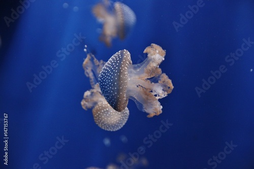 Australian spotted white jellyfish  phyllorhiza punctata  floating  in Genoa aquarium  Italy