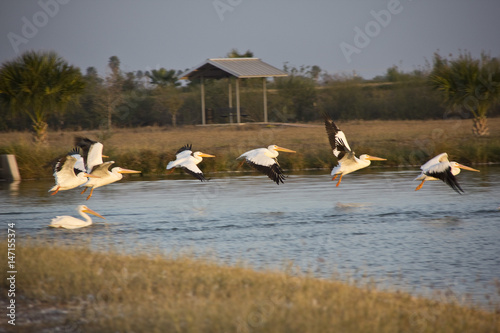 flying flock