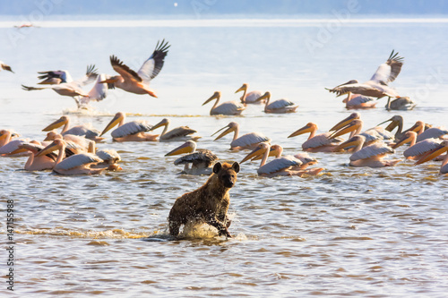 Huena on the shore of lake Nakuru, Kenya	 photo