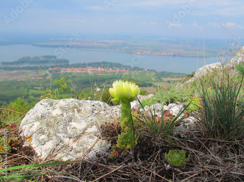 Jovibarba globifera, succulent plant (region Palava in Southern Moravia), Czech Republic photo