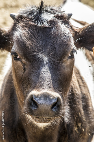 Primo piano di vitello © Mik76