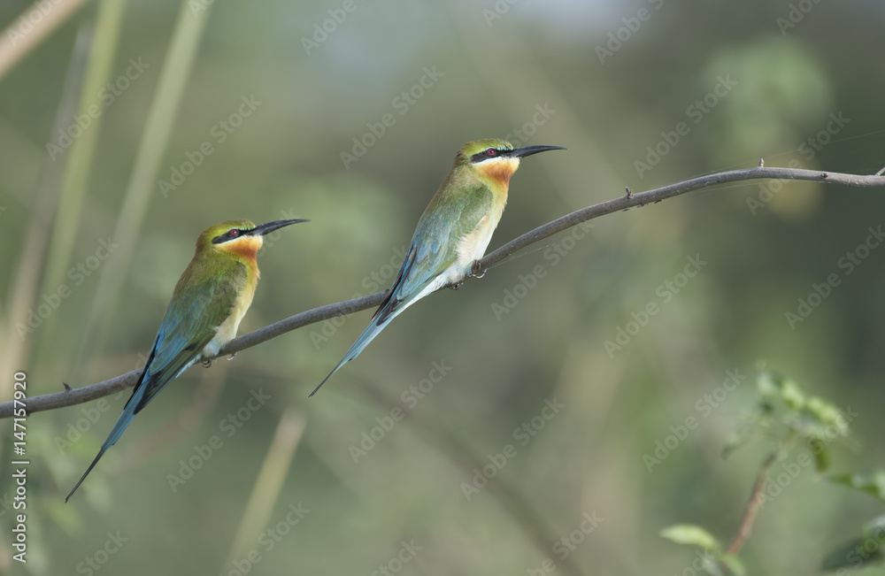 Blue tailed bee eaters