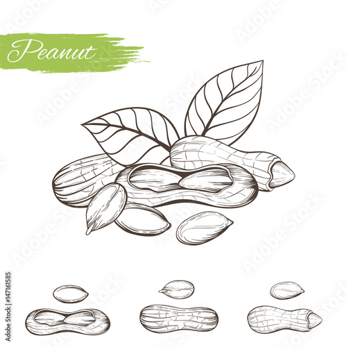 peanut