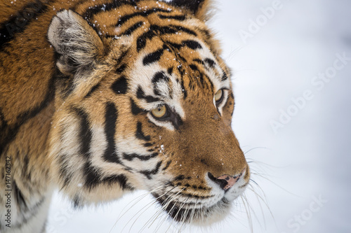 Tiger Portrait