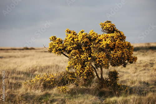 Ginster in karger Landschaft