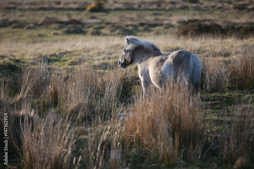 freilebendes Pony im Dartmoor Nationalpark