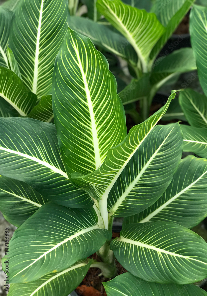Pattern of green and white leaf background (Dumb Cane) Pattern of green and white leaf background (Dumb Cane)