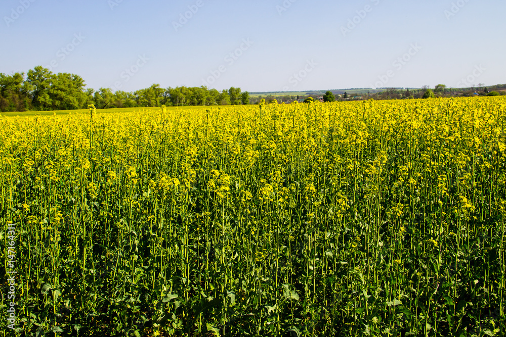Fototapeta premium Field of yellow flowering rapeseed