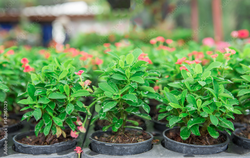 Seedling, Planting, Tree, Seed, Growth Seedling, Planting, Tree, Seed, Growth