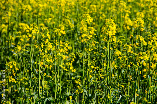 Field of yellow flowering rapeseed © olyasolodenko