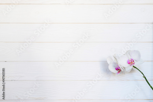 White orchid ( phalaenopsis flower) on white wooden background. Floral concept. Natural composition. Close up. Top view