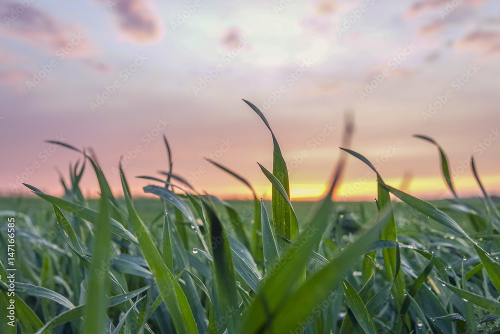 Field of green grass covered with dew at sunset Field of green grass covered with dew at sunset