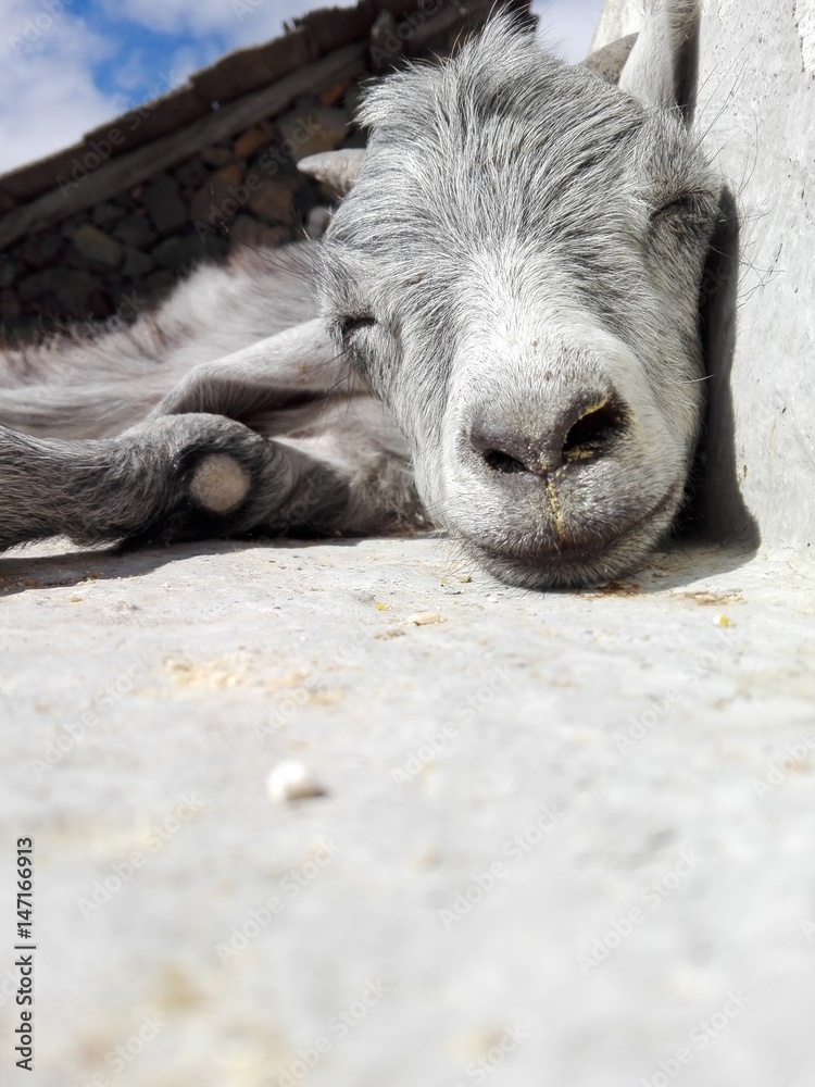 Fototapeta premium Morisca sleeping