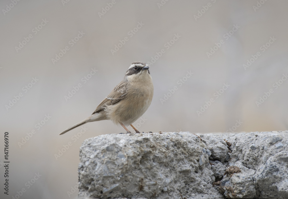 Fototapeta premium Brown accentor (Prunella fulvescens)