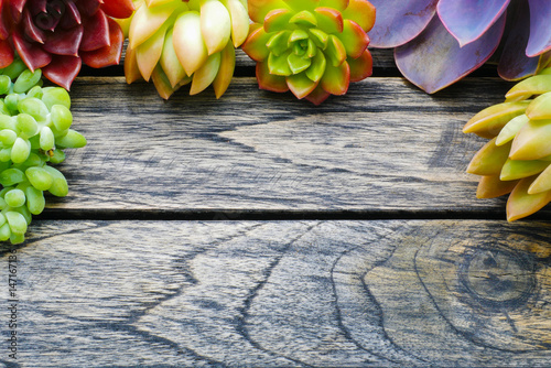 Top view cute colorful succulent plant with copy space for text on wooden table background