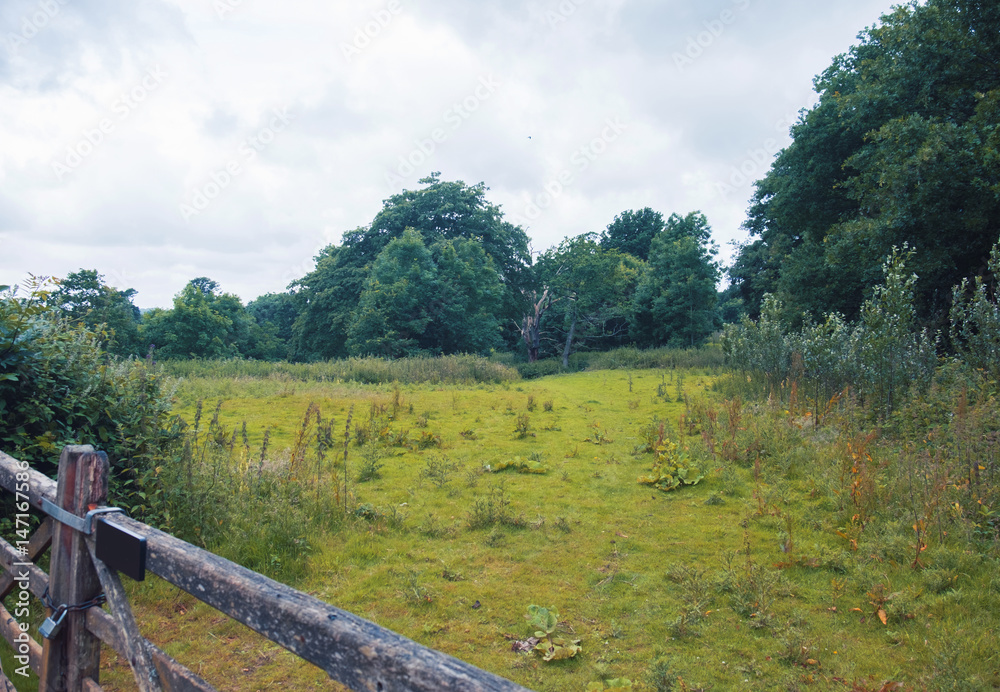 middle summer nature,  England