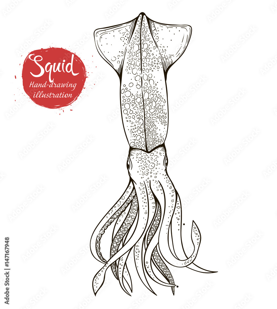 Vector sketch of a squid