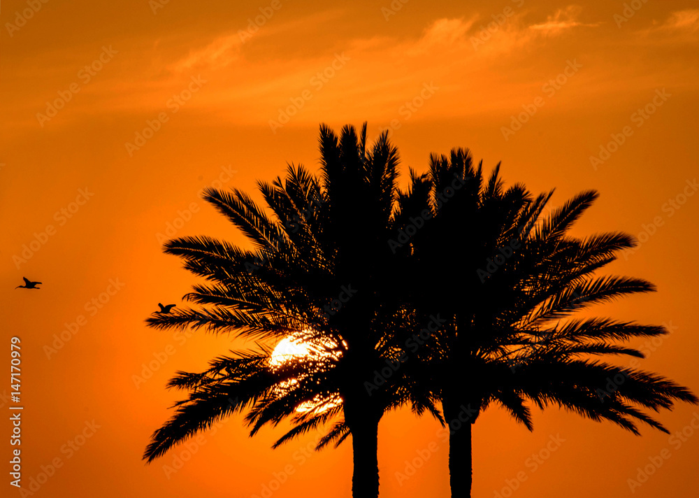 Orange sunset sun and birds flying palm trees