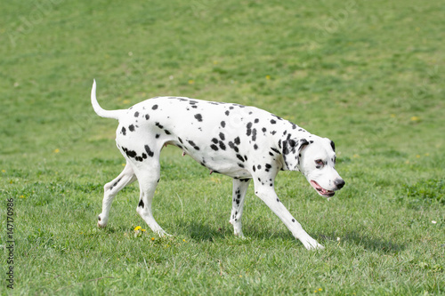 Adorable black Dalmatian dog outdoors in summer