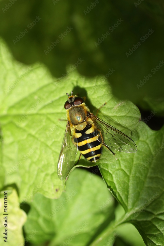 Syrphe du Groseillier (Syrphus ribesii) Syrphe du Groseillier (Syrphus ribesii)