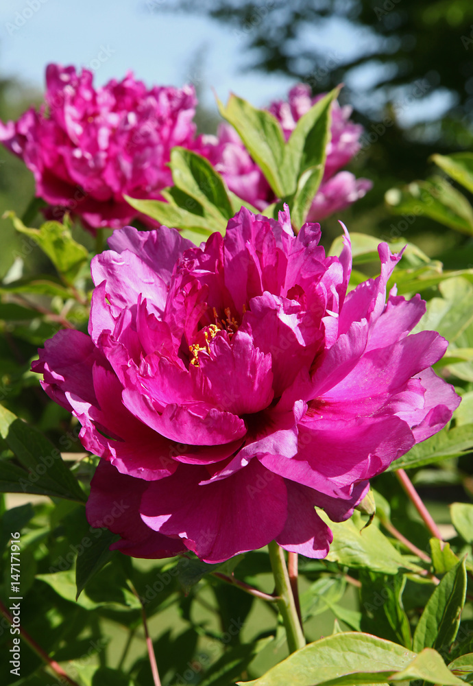 Pivoine arbustive