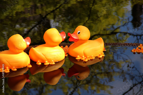 Kunststoffenten auf einem See photo