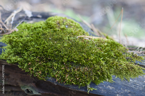 moss