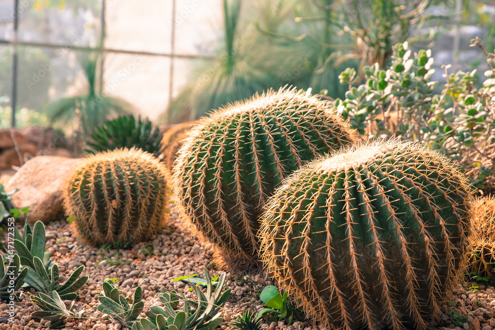succulents and cactus blooming decoretive on garden with small rock in vintage tone succulents and cactus blooming decoretive on garden with small rock in vintage tone