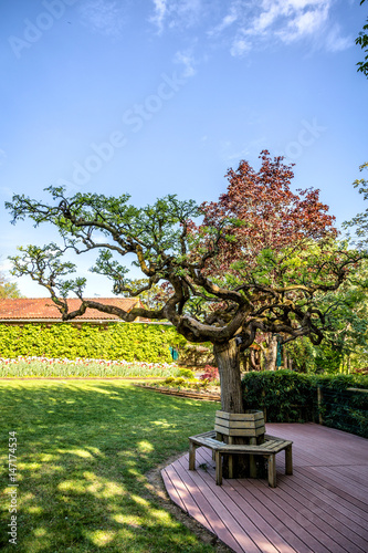 Grand Bonsai, jardin de Martel, Tarn, Midi-Pyrénées, France 