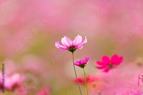 Cosmos flower meadows,Cosmos,flowers cosmos of Singha Park Chiang Rai,Chiang Rai, Thailand.