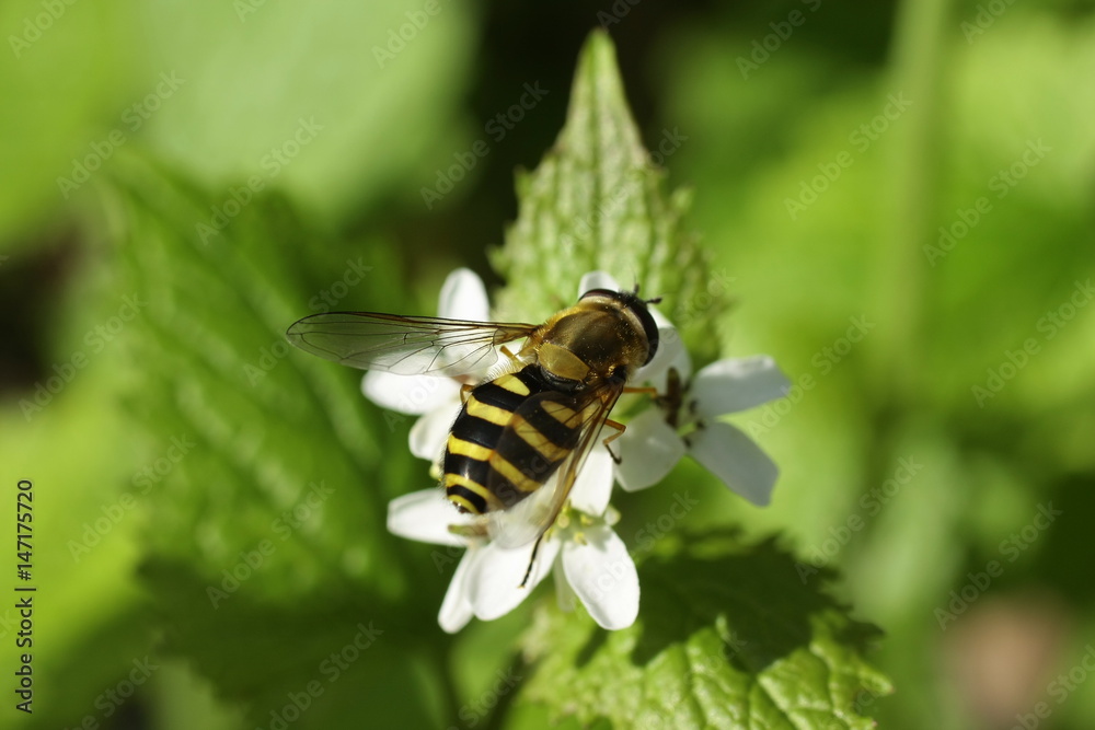 Syrphe du Groseillier (Syrphus ribesii) Syrphe du Groseillier (Syrphus ribesii)