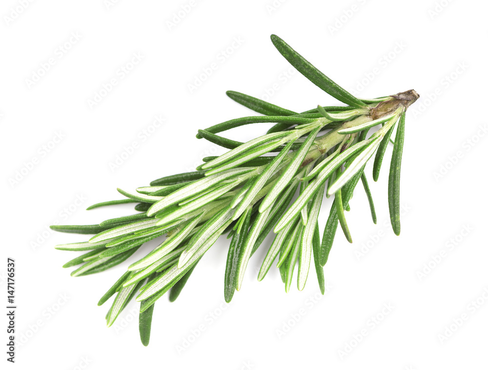 Fresh rosemary isolated