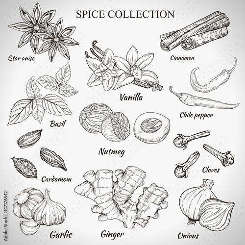 Vector set of outline hand work of various spices isolated on white background. Illustration vanilla, cinnamon, anise, ginger, garlic, onions, Basil