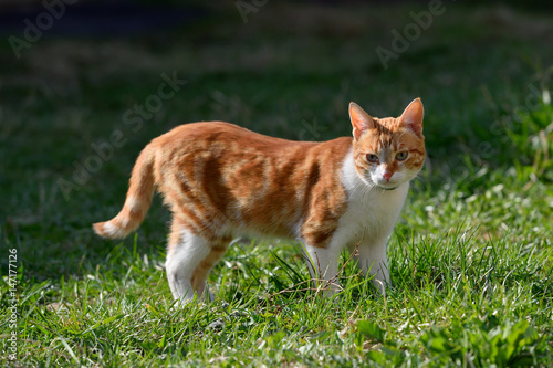 A beautiful ginger cat walks and plays on the territory of the house © pridannikov