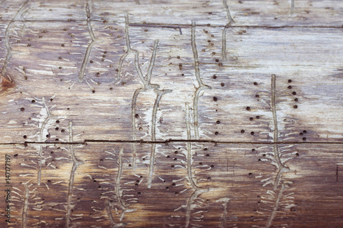 tree with traces of a bark beetle