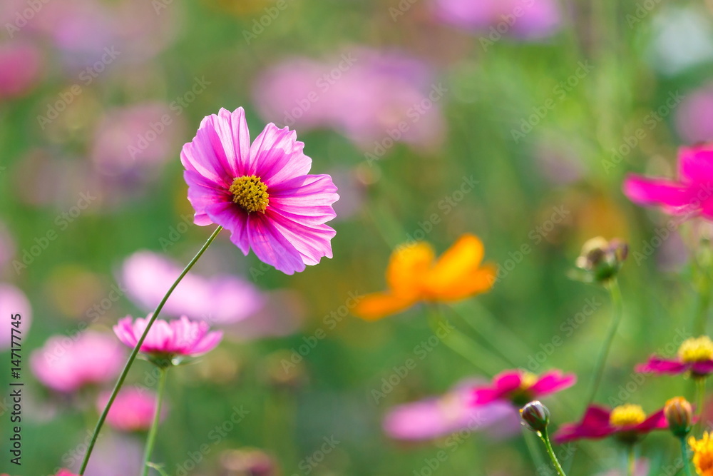 Cosmos flower meadows,Cosmos,flowers cosmos of Singha Park Chiang Rai,Chiang Rai, Thailand.