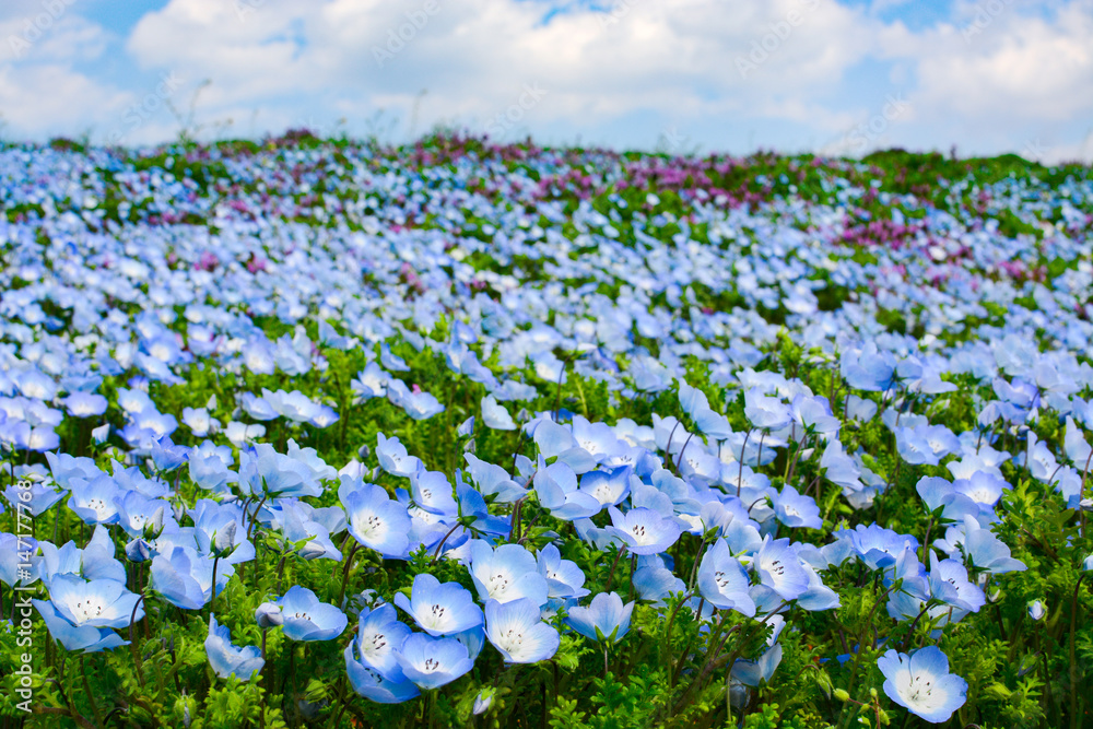 Field of baby blue eyes nemophila flowers during spring at Hitachi Seaside Park in Japan