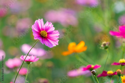 Cosmos flower meadows,Cosmos,flowers cosmos of Singha Park Chiang Rai,Chiang Rai, Thailand.