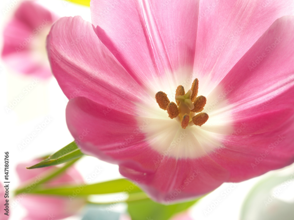 Pink tulip close up